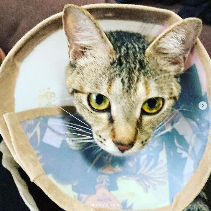 こだわりの逸品 愛猫のための手作りエリザベスカラー ねこのきもちweb Magazine